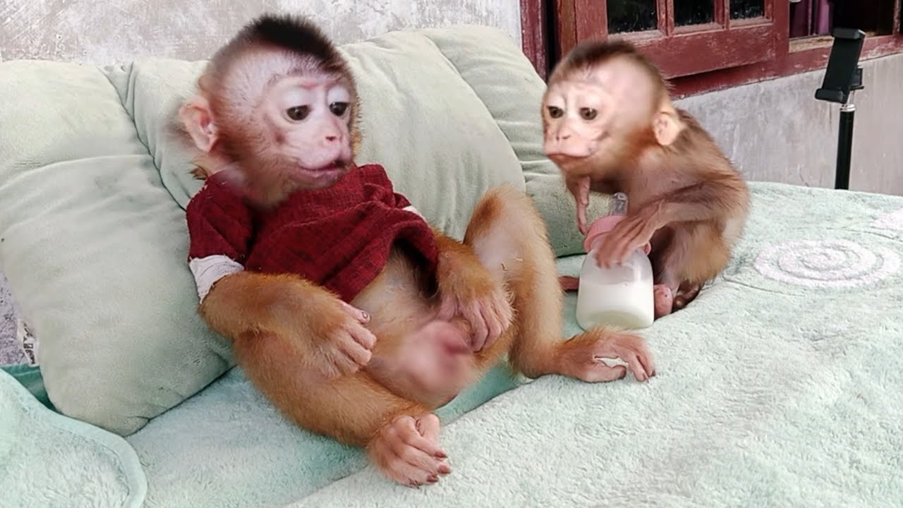 LiBi anxiously waiting his turn to drink milk..