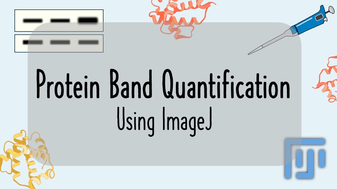 Quantification of Protein Bands using ImageJ (for beginners) | Western Blot Protein Quantification