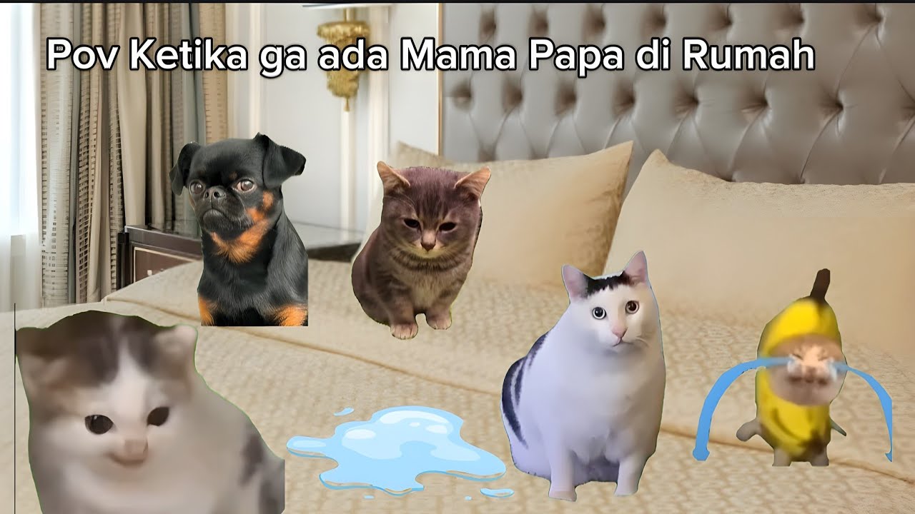 Pov Ketika Ga Ada Mama Papa di Rumah | meme kucing lucu 