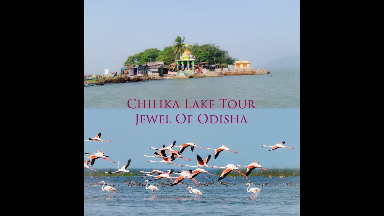 A Journey to Chilika Lake Odisha (চিল্কা লেক ভ্রমণ, ওড়িশা)|Sweet Family Sweet Life|Family VLOG