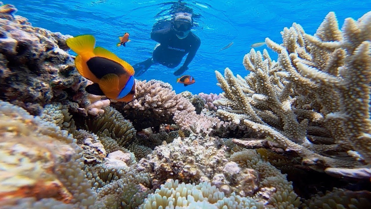 Snorkeling Report - Find the best snorkeling spots, all over the world