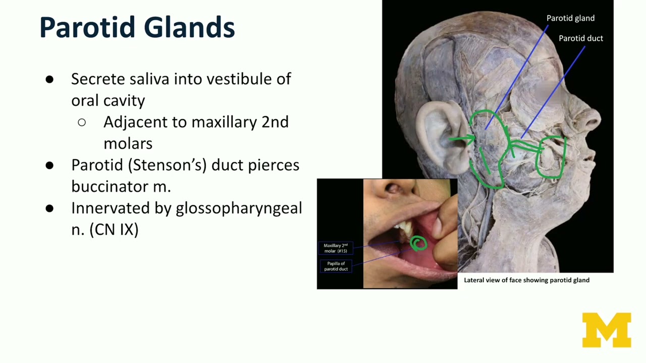 Вспомогательные органы ротовой полости