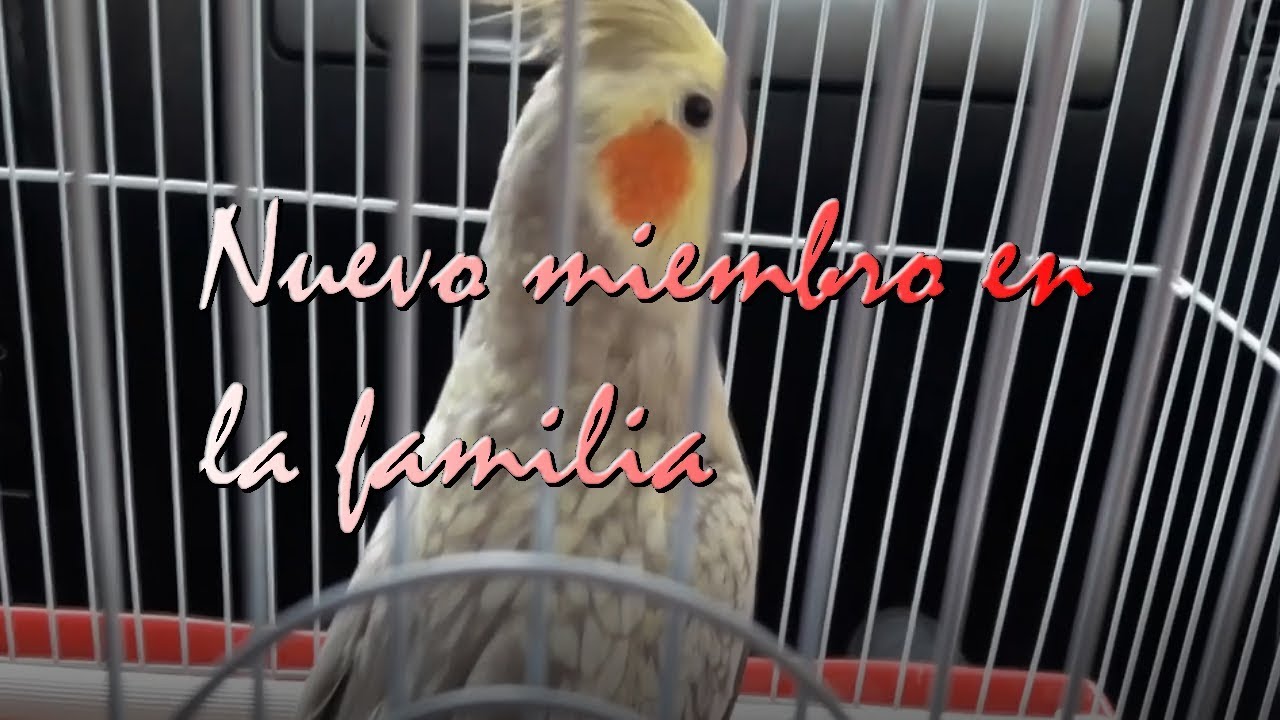 NUESTRA NUEVA NINFA | RECOGEMOS AL NUEVO MIEMBRO. [MUNDO GORAL]