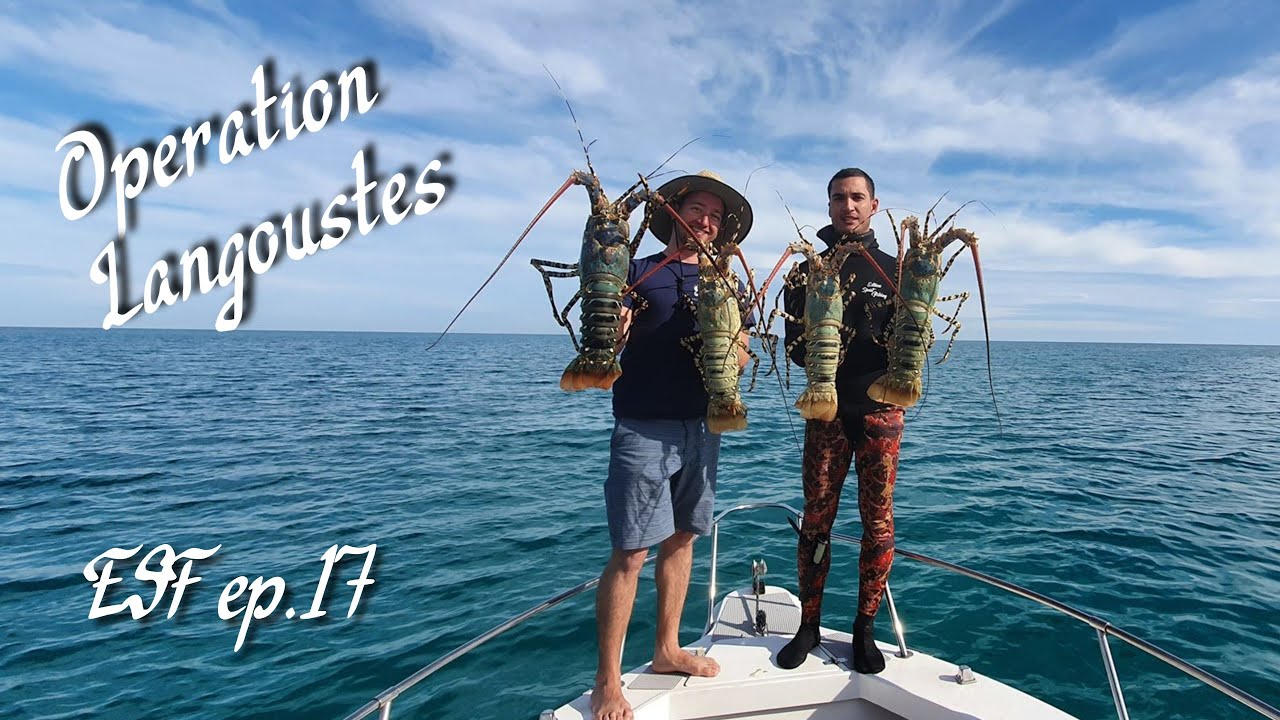 Spearfishing ESF ep : 17 Epave et crustacés