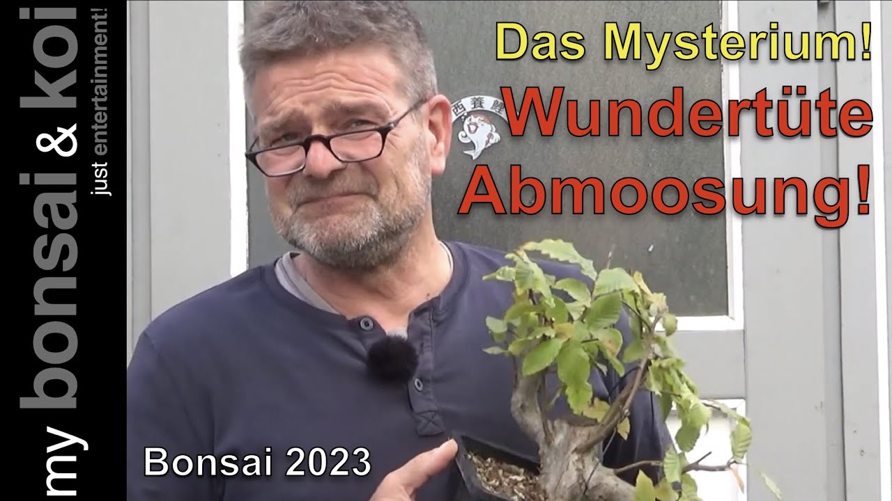 Bonsai 2023-61 - Wundert&uuml;te Abmoosung