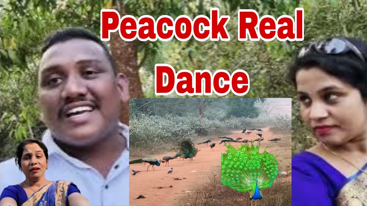 Peacock Real Dance Video😄 / Odia Peacock Vlog / Gold Rupa Blogge / Odia Blogge / New Viral Blogge 