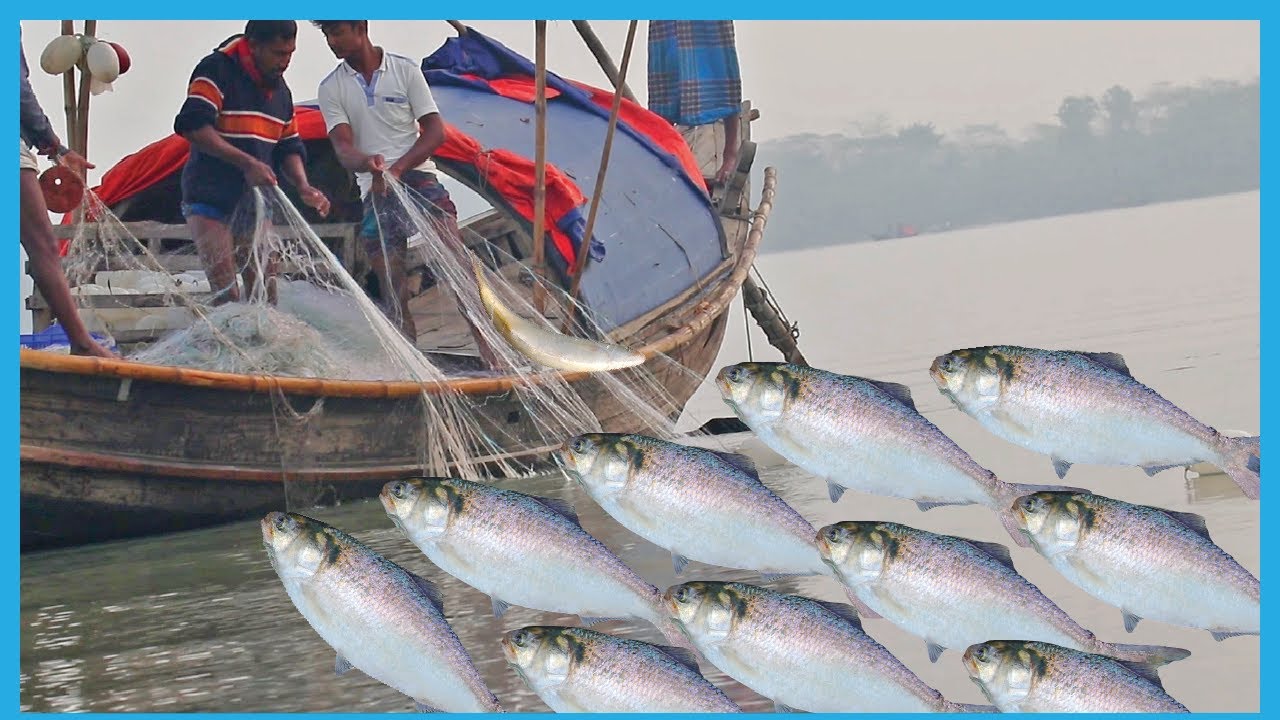 This is the Best Place for BIG Hilsa Fish Catching | Fish Corn