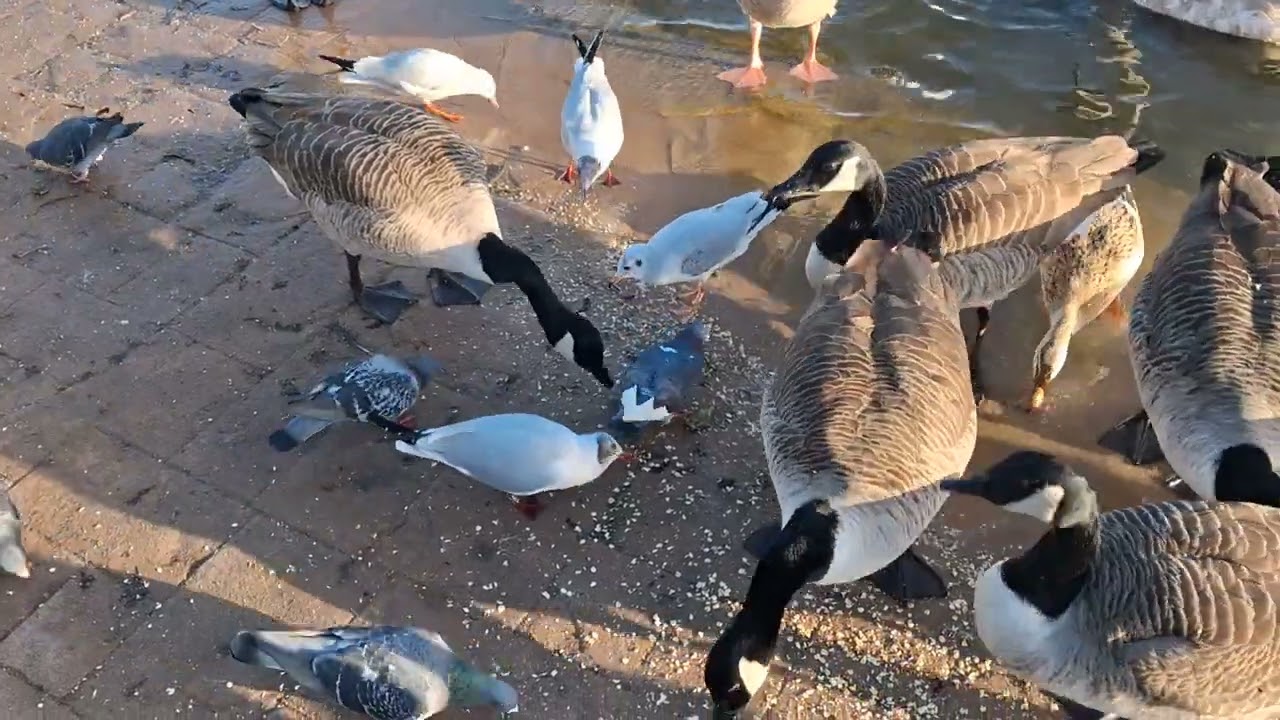 Days out with Guy*Cleethorpes Boating Lake 17th February 2026*