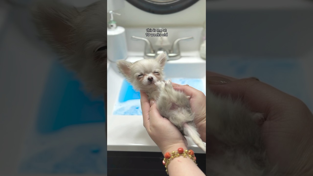 Первое купание Барли в возрасте 10 недель 🐾🤍#чашкачихуахуа #чихуахуа #собачьяжизнь