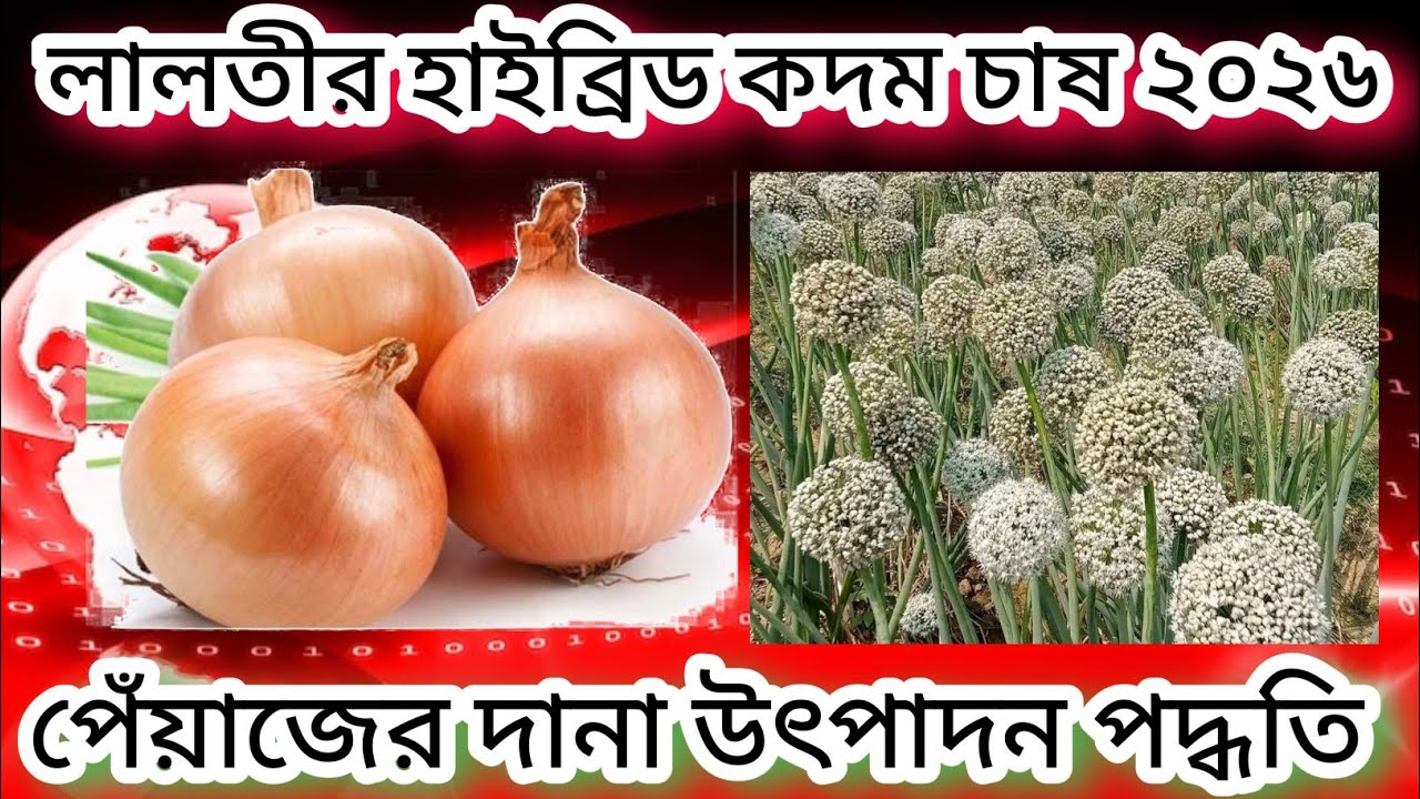 hybrid onion seed production | onion farming in Bangladesh | how to cultivate onion | #onion 