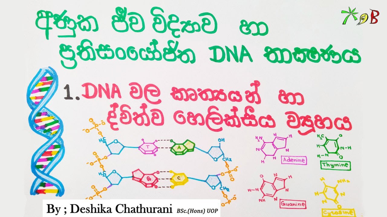 අණුක ජීව විද්‍යාව |  Molecular Biology & Recombinant DNA Technology |AL biology lessons in sinhala