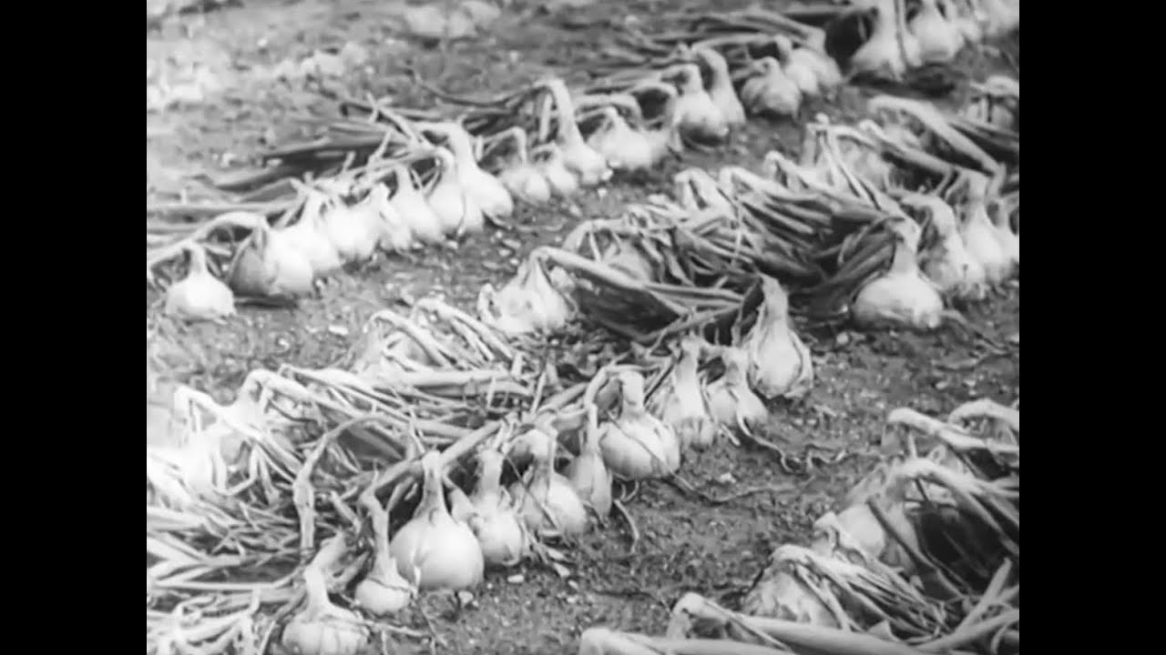 The Life History of the Onion (1943)