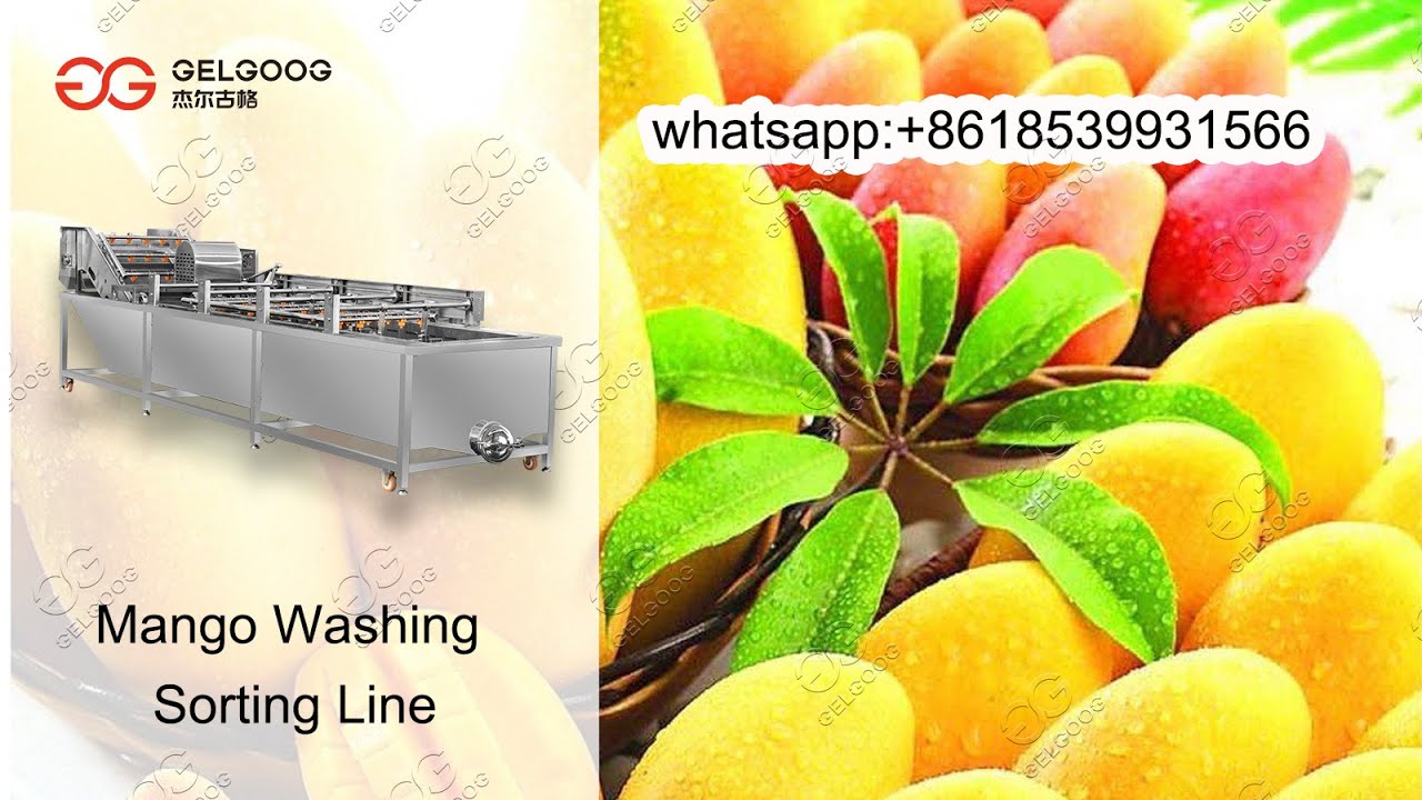 Mango Washing And Sorting Line Mango Processing Machine