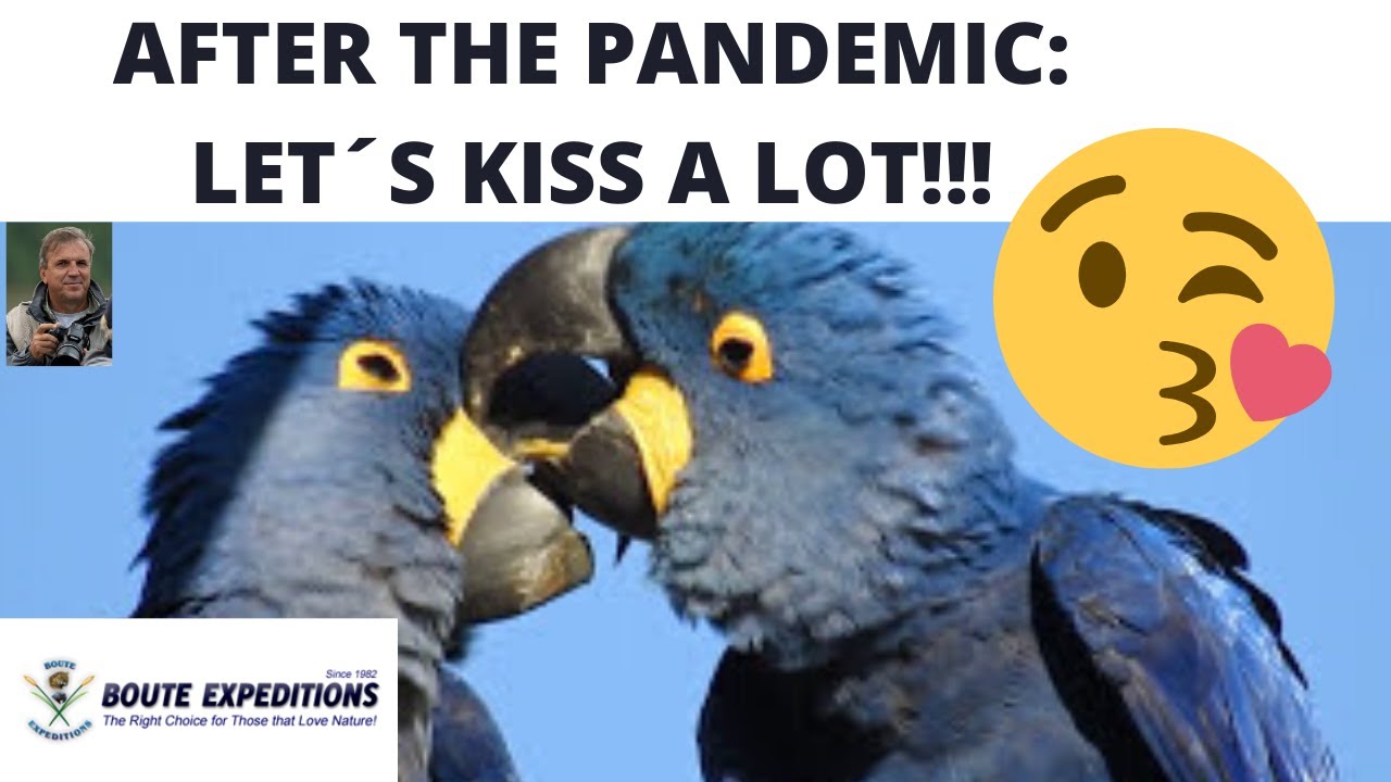 HYACINTH MACAWS, IN LOVE !  ARARA-AZUL-GRANDE EM CARINHO M&Uacute;TUO! ЛЮБОВЬ АРАРА!!!