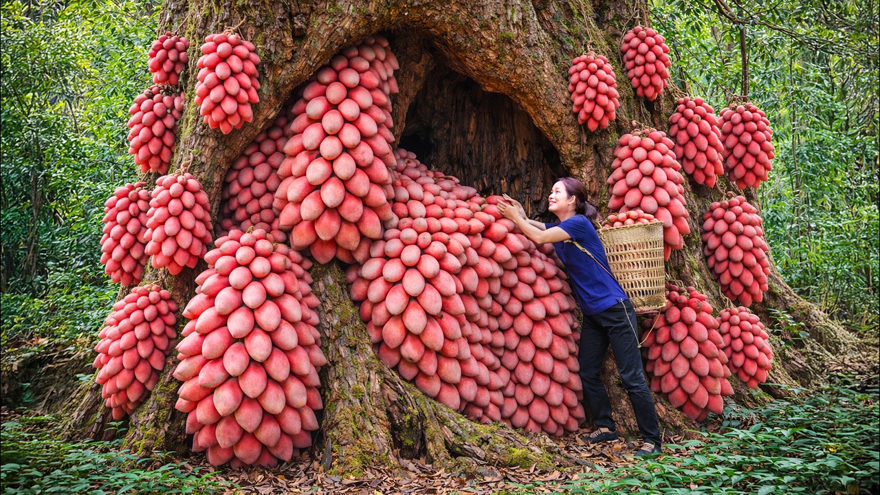 Harvesting Mysterious Wild Olives in the Deep Forest | This Strange Fruit Sold Out Fast at Market