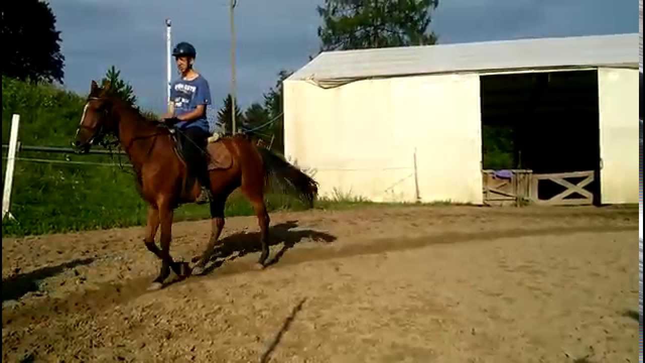 OBOZY JEŹDZIECKIE 2014 - FILMY