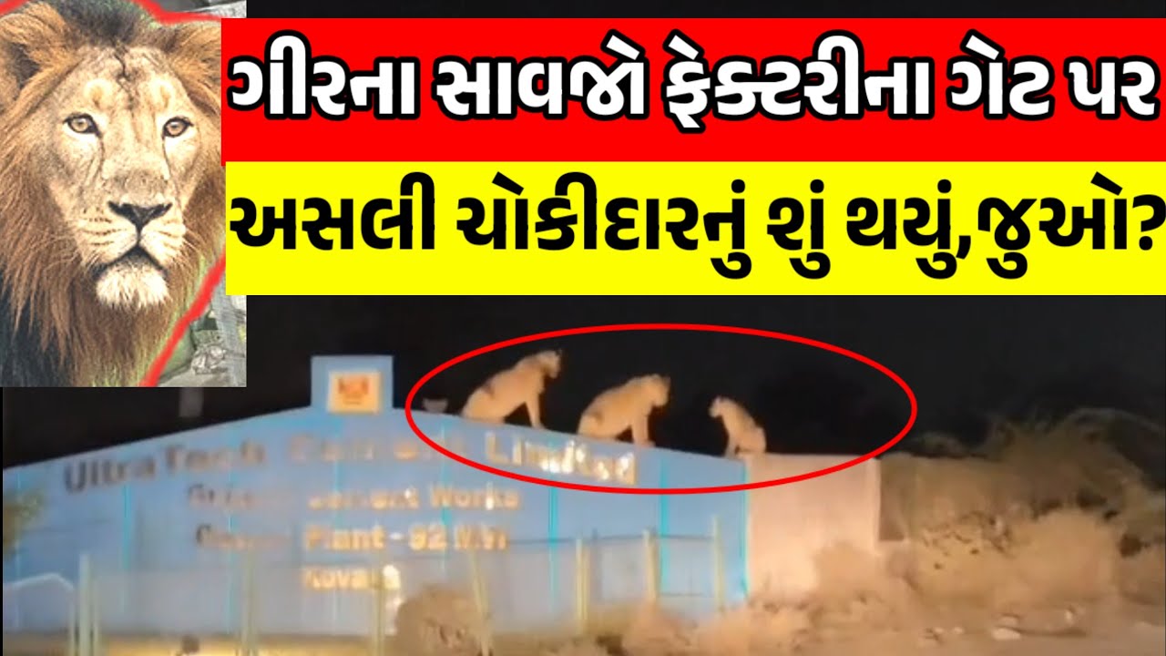 ડાલામથ્થા સાવજો ફેકટરીના ગેટ ઉપર હોય ત્યારે ચોકીદારોનું શું થાય?//Gir LIONS On factory GATE #gir