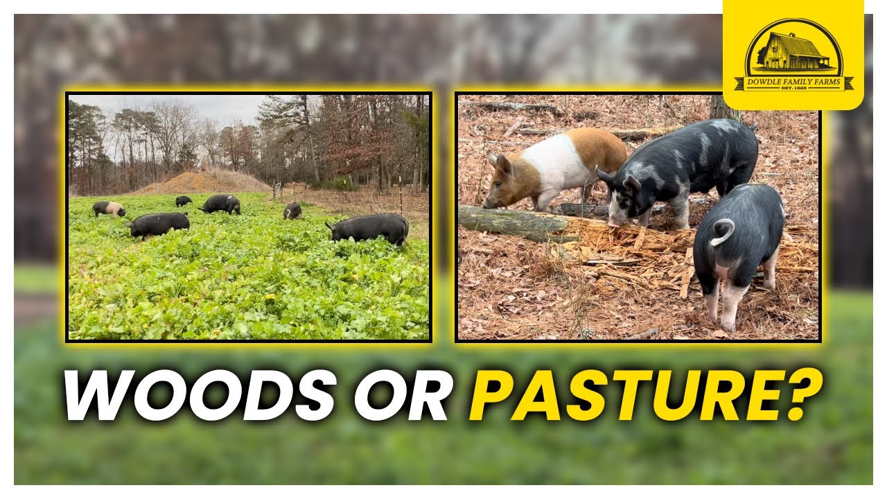 Are Pigs Better in Pasture or Wooded Lots