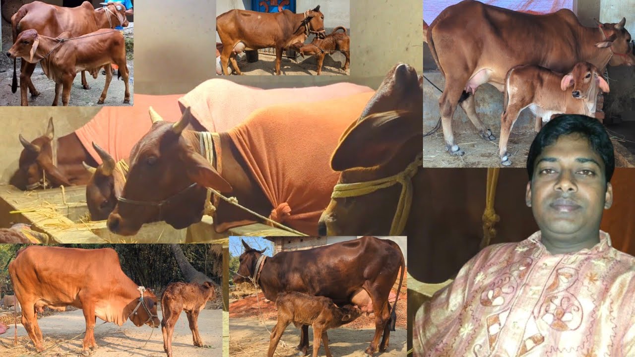 নওগাঁর মোস্তাফা ভাই এর গোয়াল ঘরের নতুন আপডেট রাত ১২টার সময় 