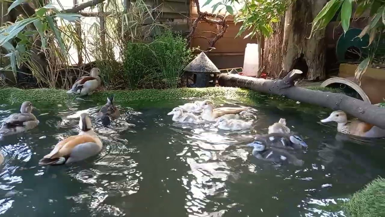 ringed teal duck paradise.