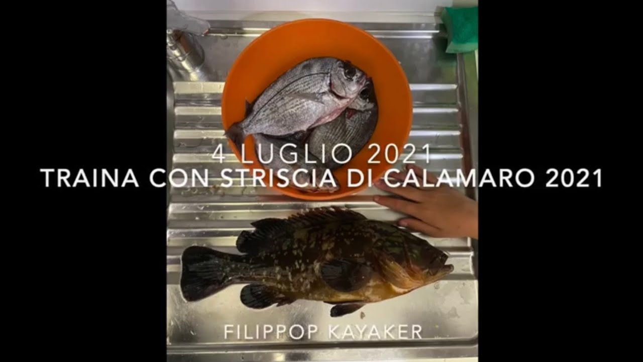 traina con striscia di calamaro 2021