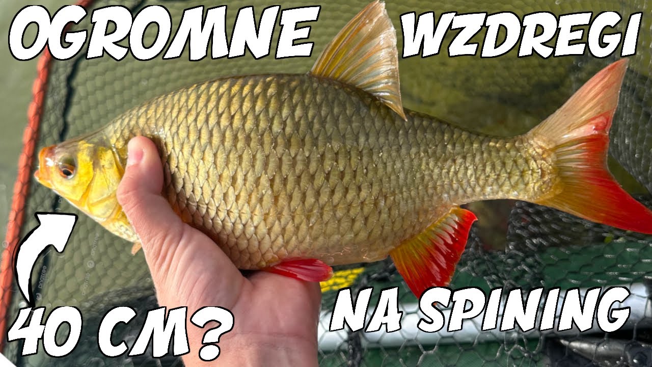 Jak łowić bialoryb na spining | Ogromne wzdręgi na spining w październiku!