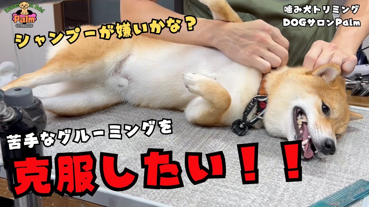 豆柴の噛み犬トリミング！！グルーミングを好きになってくれるかな？