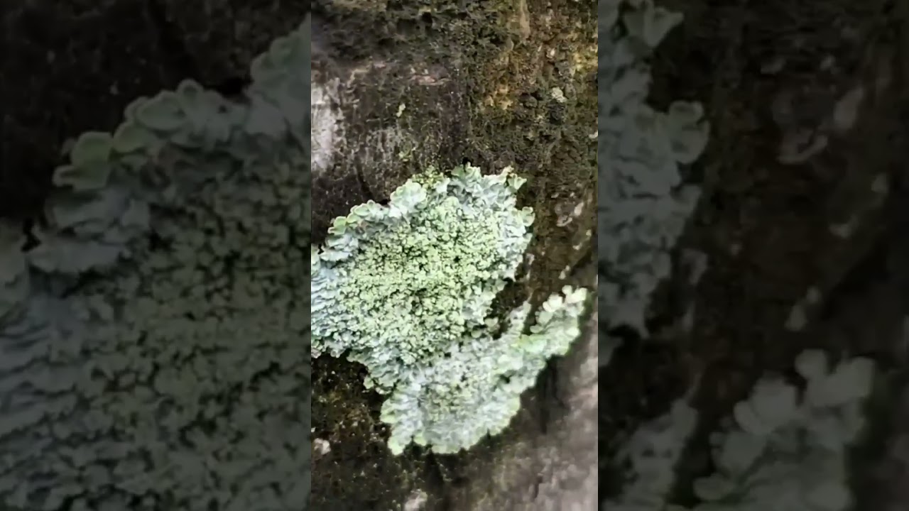 391. My Exptl Lrng - Knowing Lichens Mutualism  in the Living World Symbiosis  Living for eachother