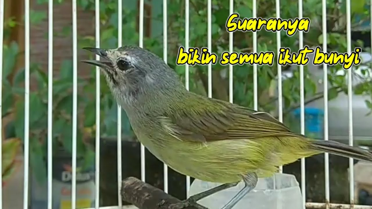 Suara burung opior jawa gacor bikin semua burung opior ikut bunyi
