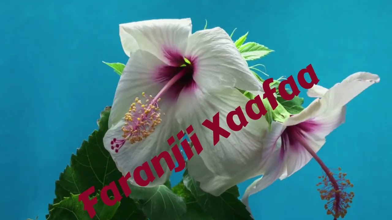 Far Faranjii Xaafaa. (mee koottaamee maaloo foon ajjeefnaa, amanaan har'aa baay'eedha)