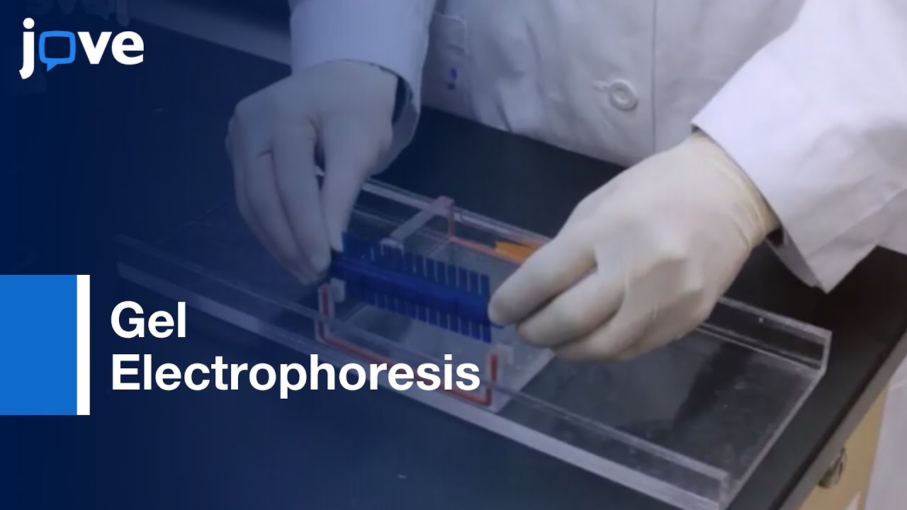 Gel Electrophoresis for the Separation of DNA Fragments