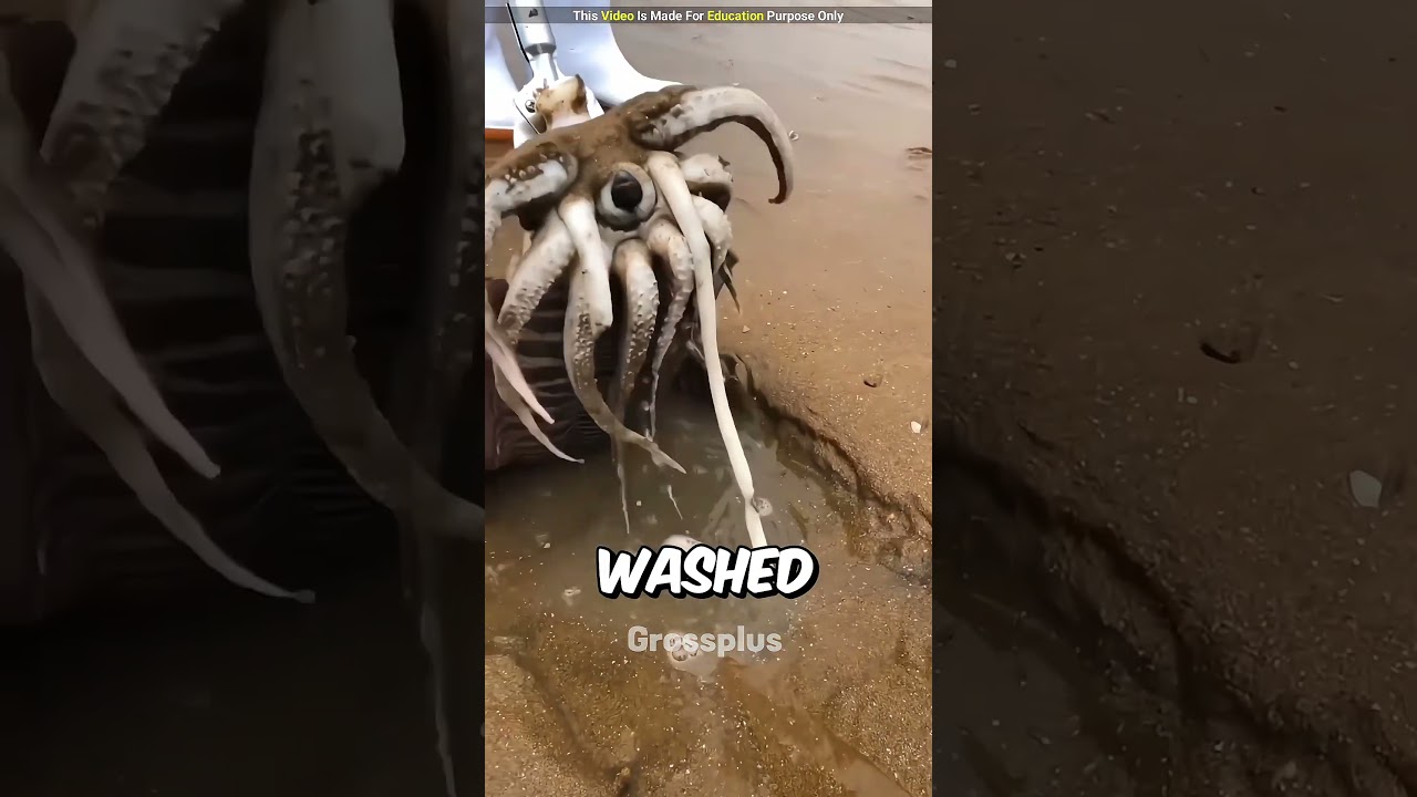 Cuttlefish #shorts #science