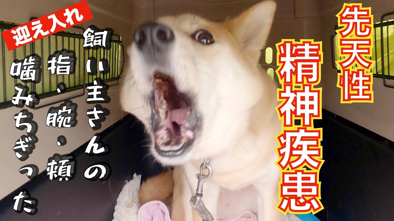 【危険】飼い主さんの指・腕・頬を噛みちぎった柴犬ミックス来ました