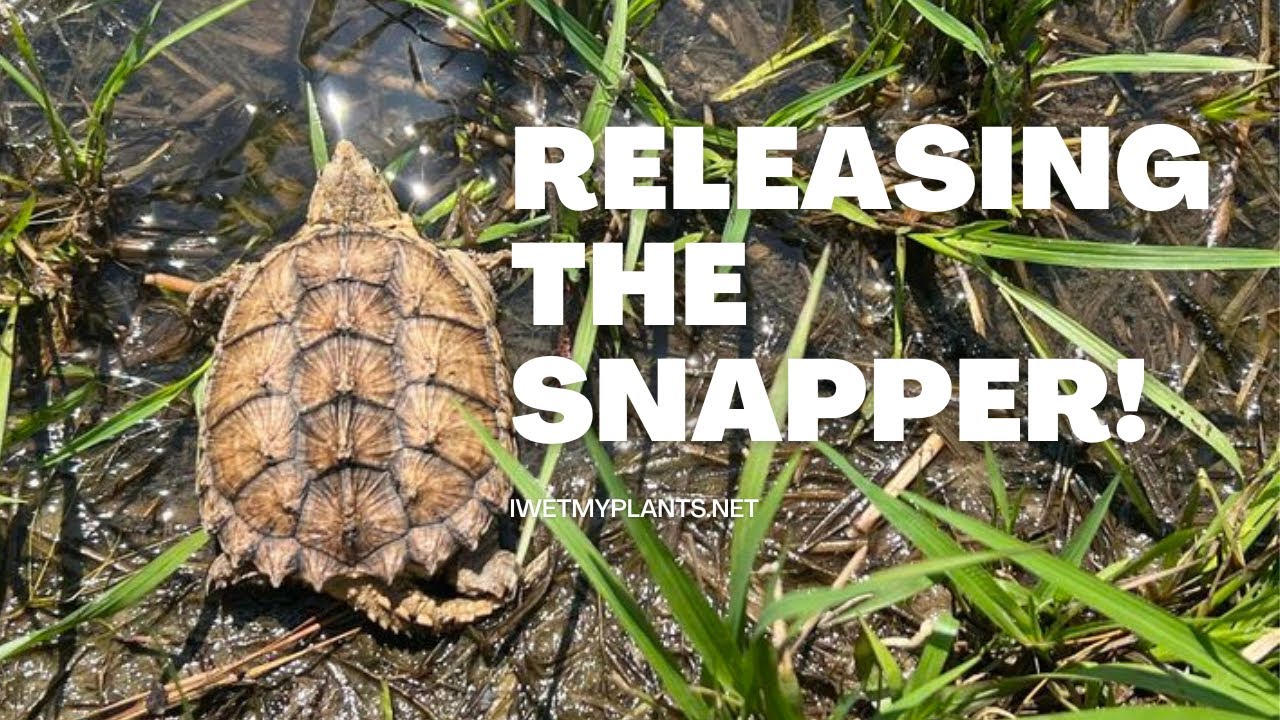 Releasing two baby snapping turtles in the pond.