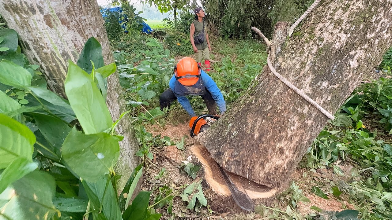 Cut Down 3 Trees Next to the House!