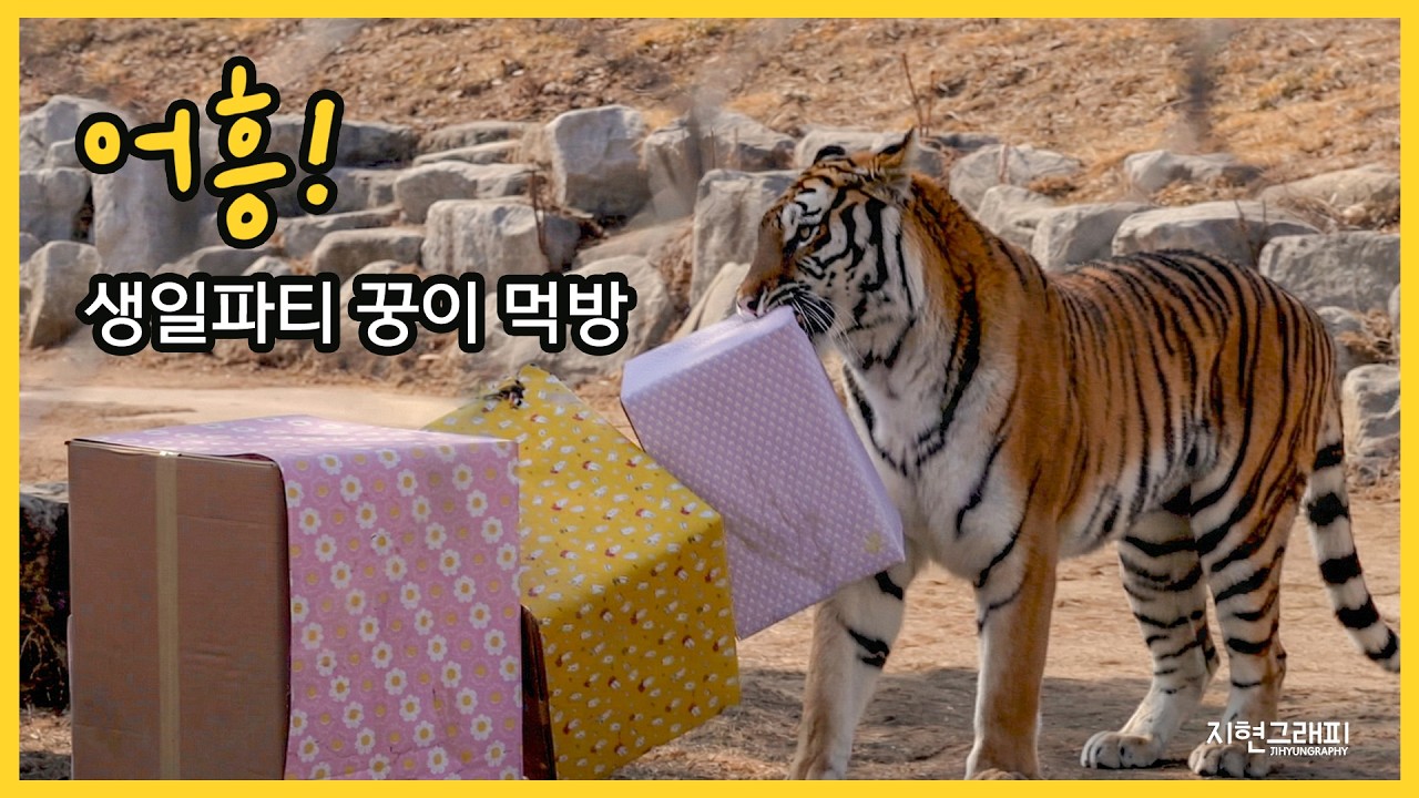 어흥! 생일파티 꿍이 먹방~!｜봉화 백두대간수목원 호랑이숲｜Baekdudaegan National Arboretum Tiger Forest
