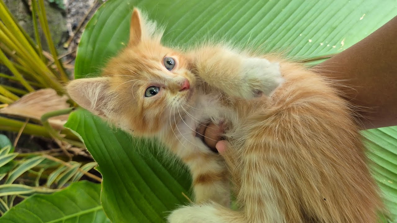 Kelakuan oyen junior agresif bermain dihalaman rumah