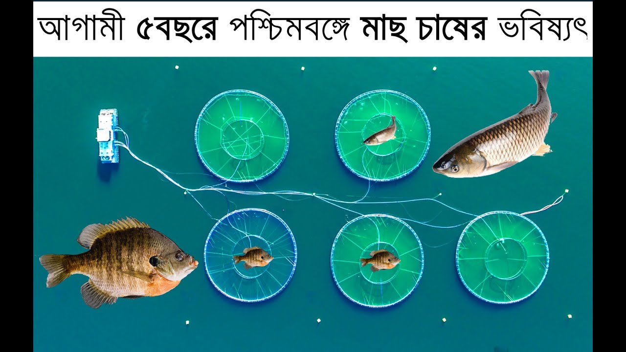 আগামী ৫ বছরে পশ্চিমবঙ্গে মাছ চাষ কিভাবে হবে  | Fish Farming in West Bengal | Fish Pond | TSRDAM