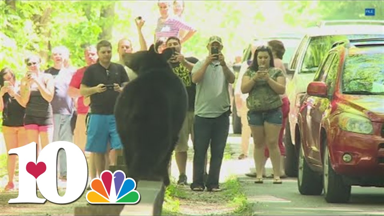 'Aggressive' bear follows hikers in Smoky National Park