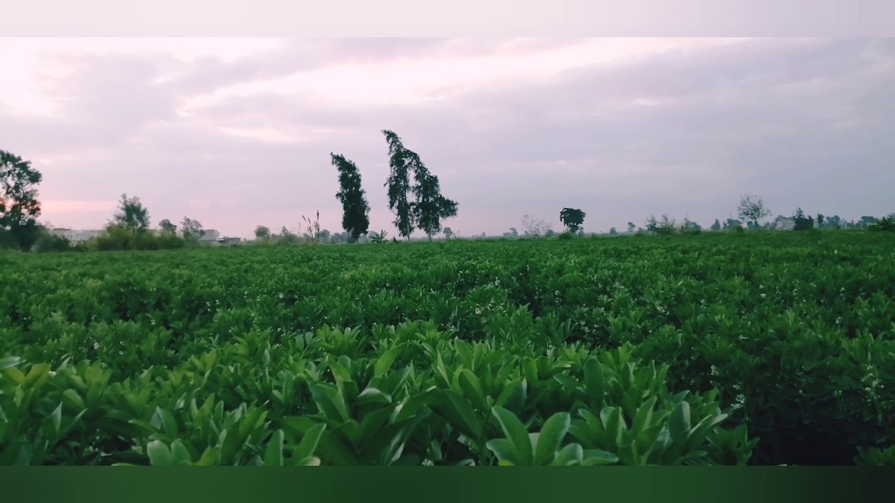 تغذيه الفول البلدى و كيفيه الحصول على تزهير قوي و عدم سقوط الازهار وبالتالي محصول وفير بأمر الله