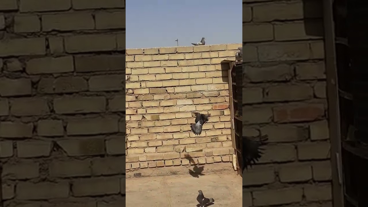 ٢٧ /٥/ ٢٠٢٢  ابو زياد
