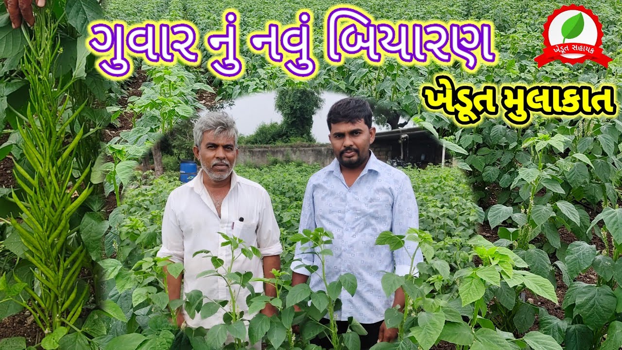 ગુવાર નું નવું બિયારણ // GUVAR NEW VARIETY // ગુવાર ની ખેતી