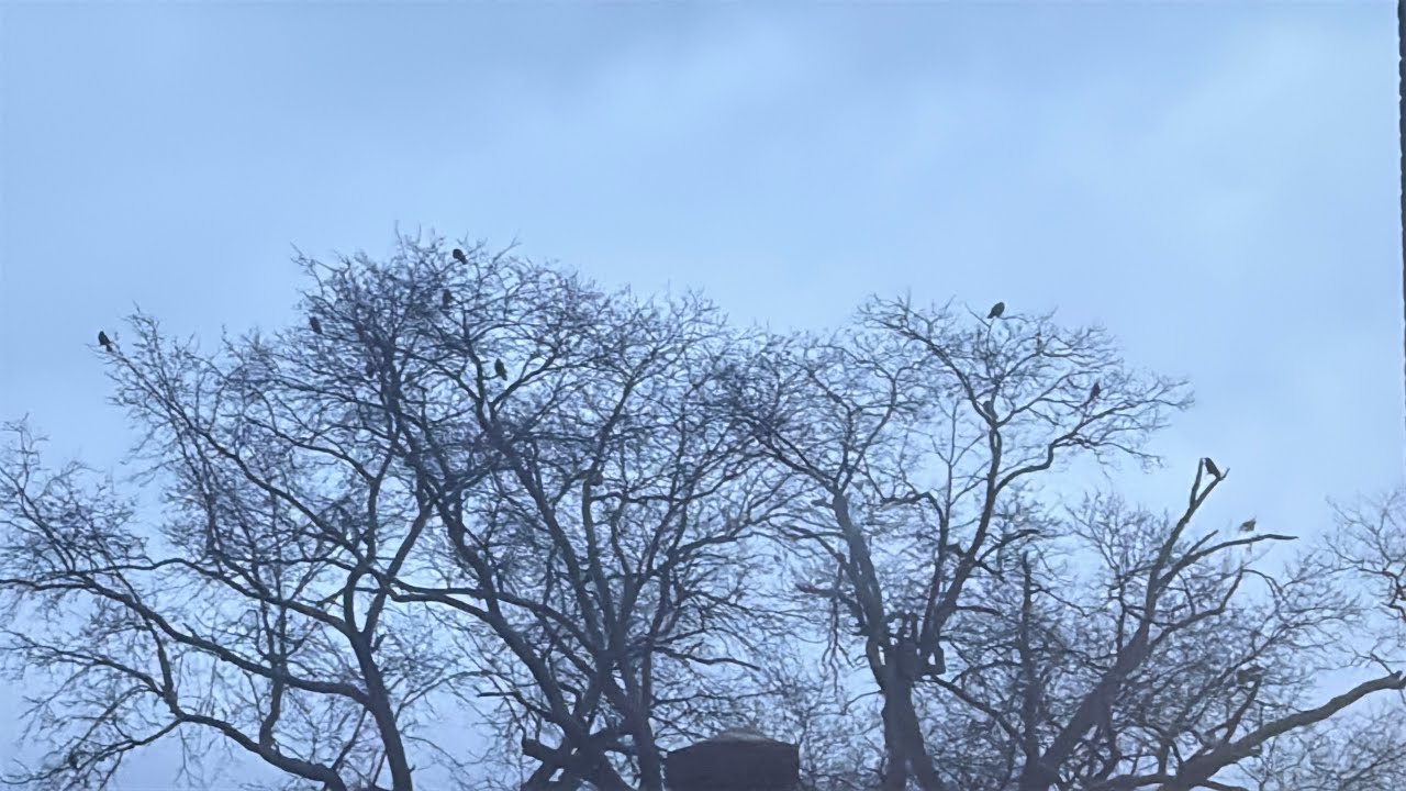 Relaxing Morning Nature with Crow Sounds هدوء الصباح الباكر مع أصوات الغراب 🐦‍⬛🐦🌿
