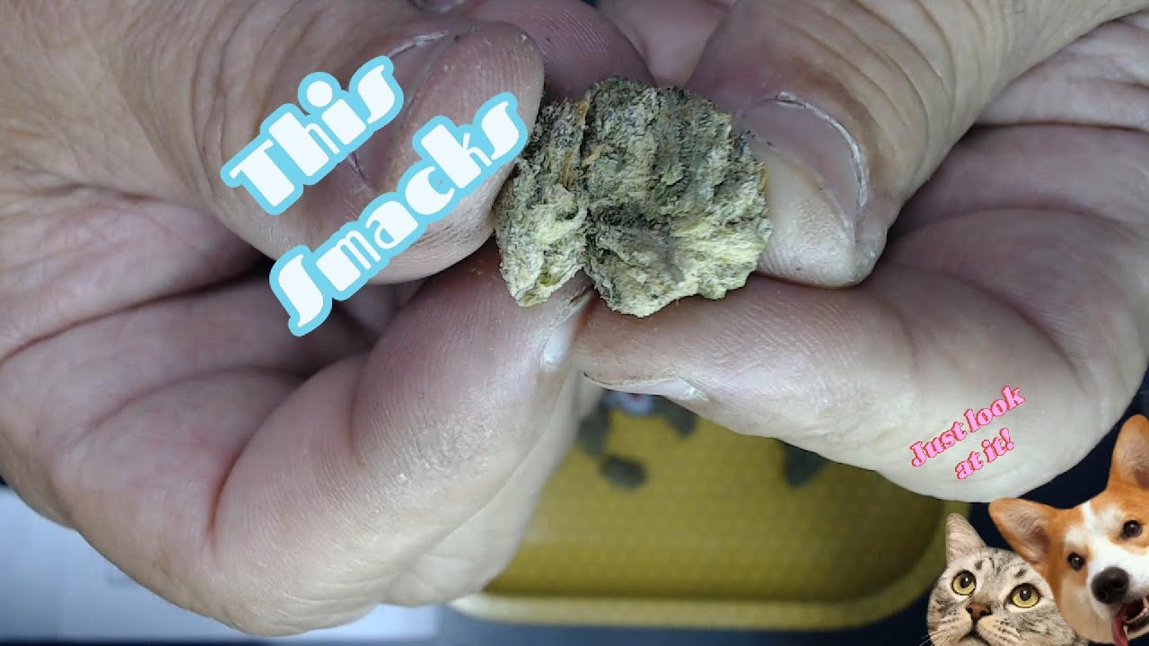 3 Headed Gorilla from Handcrafted Farmers #420 #freetheplant #cannabiscommunity420 #foryou