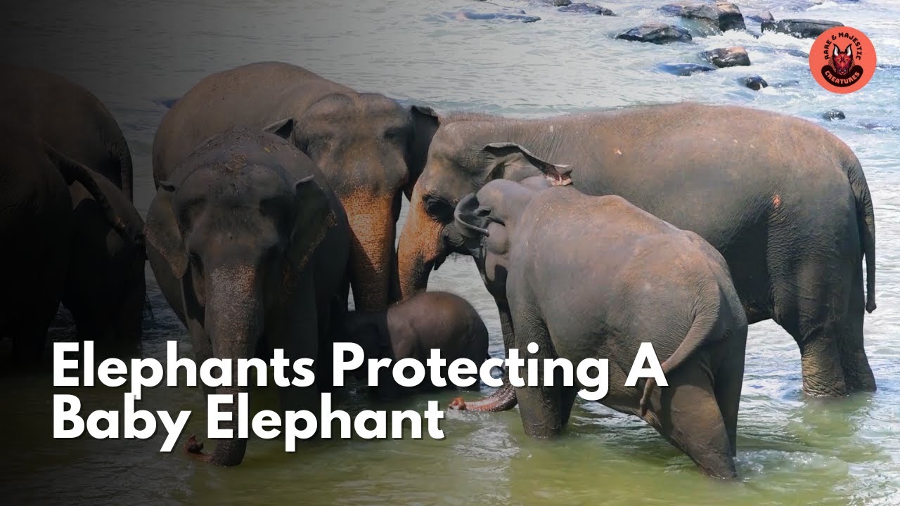 Group of Elephants Protecting a Baby 🐘💛 | Amazing Family Moments
