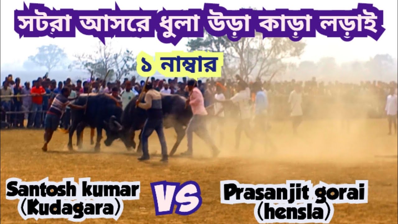সটরা আসরে ১নং ধুলা উড়া কাড়া লড়াই।Santosh Kumar vs Prasanjit gorai।Purulia kara lorai |#karakorai