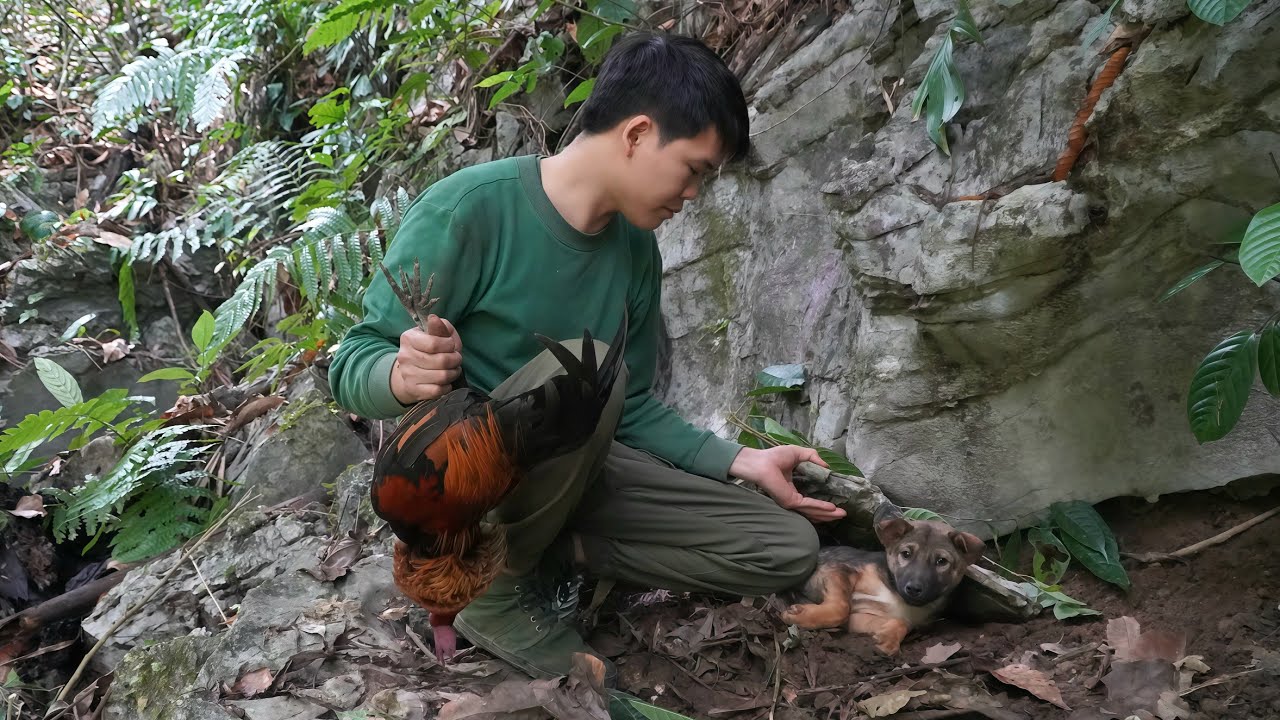 Returning to shelter after days of survival, Trapping wild chickens, harvesting wild mushrooms