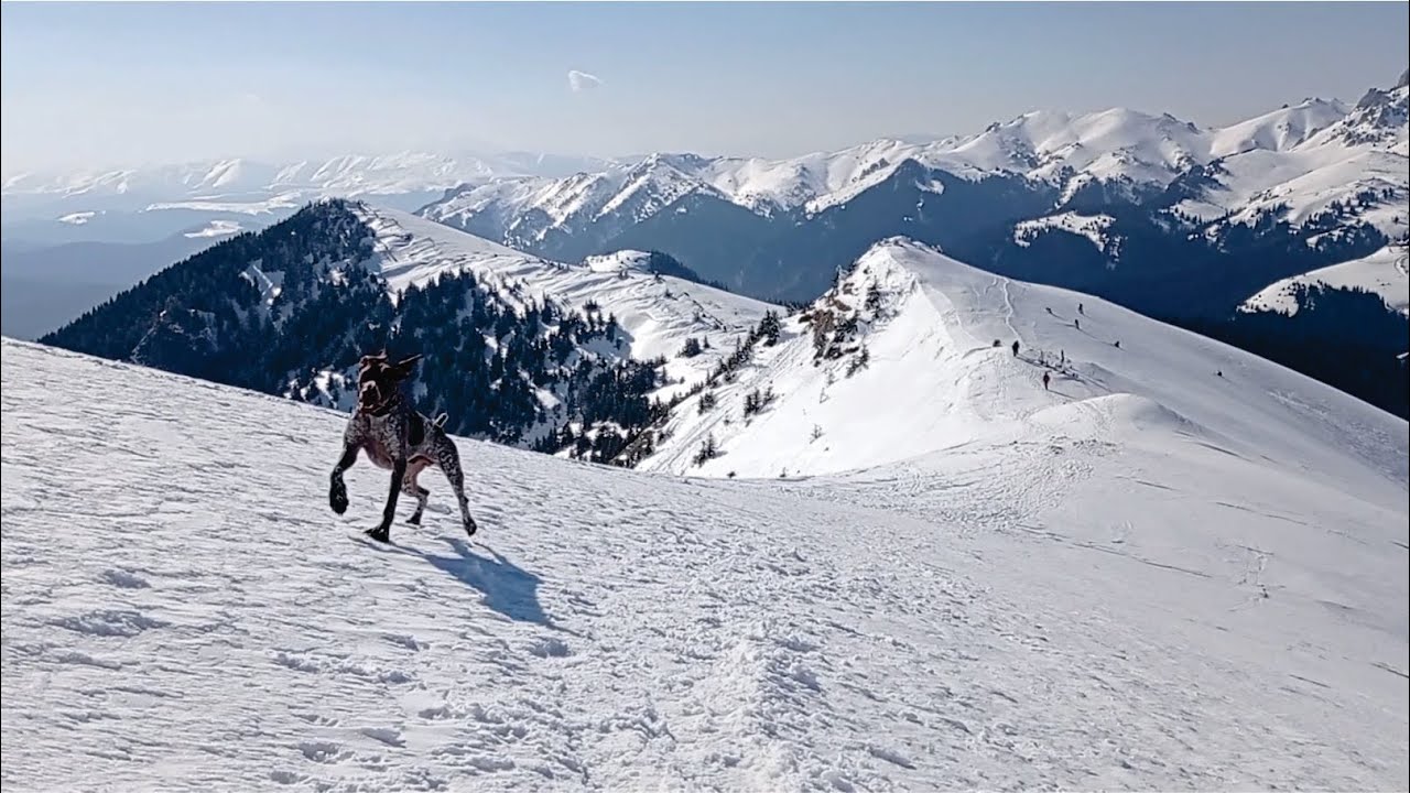 German Short Haired Pointers - winter hiking fun