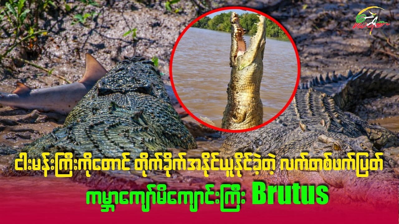 ငါးမန်းကြီးကိုတောင် တိုက်ခိုက်အနိုင်ယူနိုင်ခဲ့တဲ့ လက်တစ်ဖက်ပြတ် ကမ္ဘာကျော်မိကျောင်းကြီး Brutus