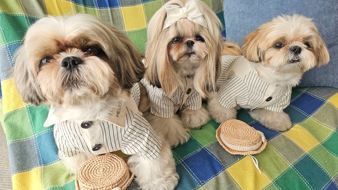 しおまめはなチャンネル      【シーズー多頭飼いの日常】 がライブ配信中！